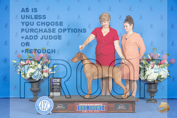 Vizsla #31 SUN WD M Judge Nancy Liebes__JP_0074_Houston_2024_HR3
