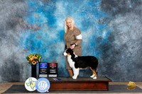 Australian Shepherd #7 Fri WDBOWBOS no judge