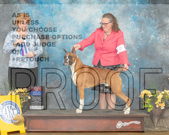Boxer #7 BOW Judge Betty Pollock-MMJ_9486-NWARK2022-HR3