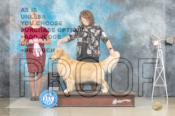 Golden Retreiver #11 Sat OHG1 Judge Debra Thornton-_MJ_4701e-HR3