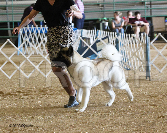 Akita-4910