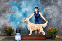 English Setter #J600 Sun BJr Judge Karen McFarlane