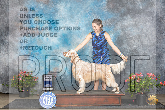 English Setter #J600 Sun BJr Judge Karen McFarlane__JP_5791_San Antonio_2024_HR3