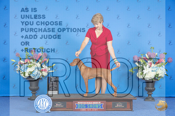 Vizsla #12 SUN BOW M Judge Nancy Liebes__JP_0004_Houston_2024_HR3