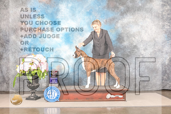 Boxer #? FRI BW NCH Major Judge Karen McFarlane *R*Boxer #? FRI BW NCH Major Judge Karen McFarlane *R*_MJ_8225_Houston_2022_HR3_Houston_2022_HR3