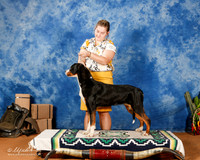 Greater Swiss Mountain Dog #8 Sun