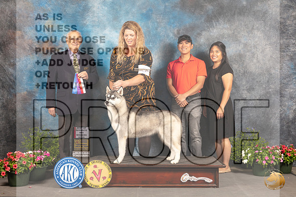 Siberian Husky #6 Sat BOS Judge Robert Shreve_MJ_0023_SA_2022_HR3
