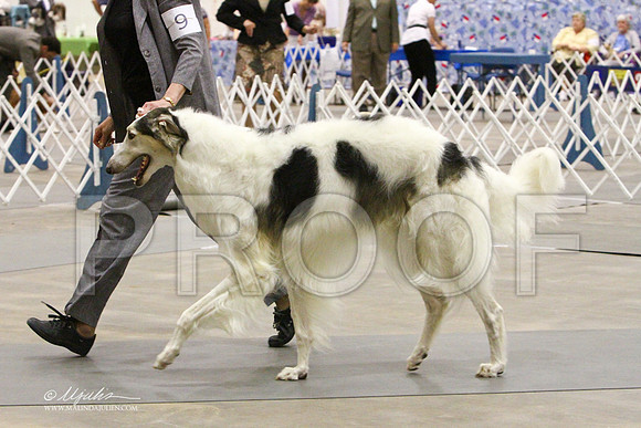 Borzoi-2377LR