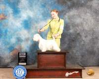 West Highland White Terrier #J601 Sat BJr Judge Sylvie Mcgee