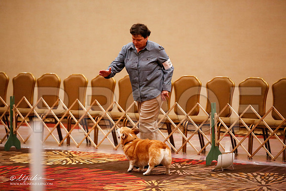 _JJ_7481-HstnCorgiFeb2015-HR3