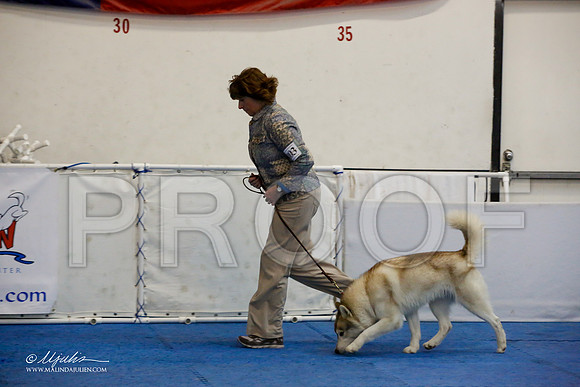 _M3_7539-AddisonHuskyMar2015-HR3