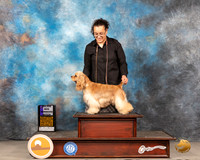 Cocker Spaniel ASCOB #14 WB Judge Jim Fehring