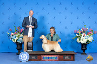 Cocker Spaniel Ascob #17 SUN G4 Judge Jamie Hubbard