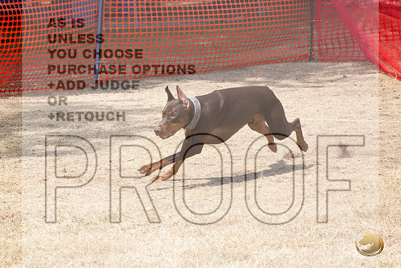 Doberman Pinscher Percision Coursing Sat Longview WA 2024_JJL_3702_Longview WA_2024_HR3