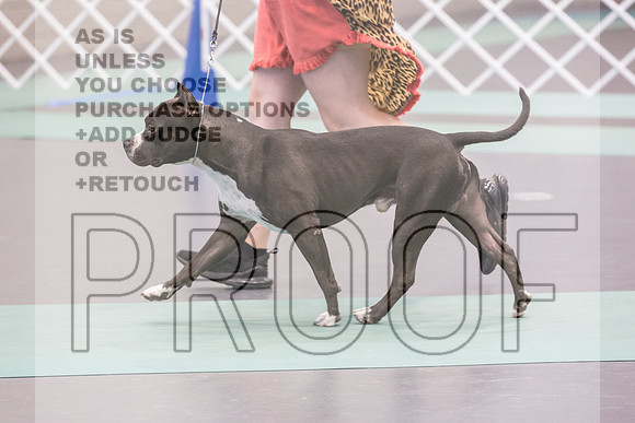 American Pit Bull Terrier Rings Sat_JJL_9661_UKCLNGVIEWOCT2024_2024_HR3