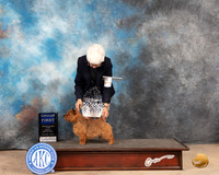 Norwich Terrier #9 Sun G1 Judge Mary Jane Carberry
