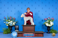 Bedlington Terrier #9 THUR BOS M Judge Jamie Hubbard