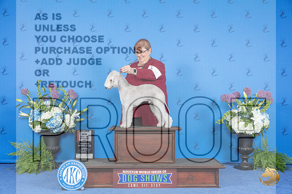 Bedlington Terrier #9 THUR BOS M Judge Jamie Hubbard__JP_8224_Houston_2024_HR3
