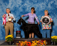 Giant Schnauzers #17 Sat BOS Schaffer Cheryl Robert Melisa Davis Judge Mr Richard J Lewis