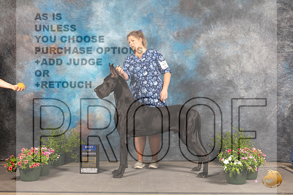 Great Dane #9 Sun BOW Judge David Bolus_MJ_1192_SA_2022_HR3