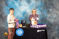Chihuahua Long Coat #8 Fri2 BISS Judge Donna Buxton