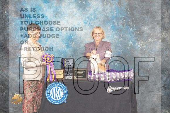 Chihuahua Long Coat #8 Fri2 BISS Judge Donna Buxton_MJ_9797_HstnTOY_2022_HR3