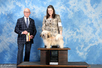 Havanese #7 Fri BOB