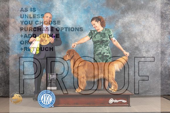 Golden Retriever #7 WED Best in Sweeps Judge Chris Leitkowski_MJ_1855_Houston_2022_HR3