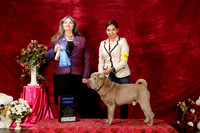 Chinese Shar Pei Sat S1 G1 Irish Gonzalez