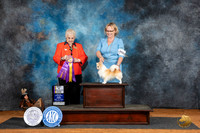 Chihuahua Long Coat #21 Fri BOVBOB Judge Suzane Dillin