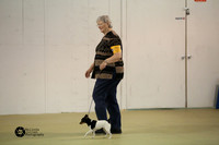 Toy Fox Terrier Sun