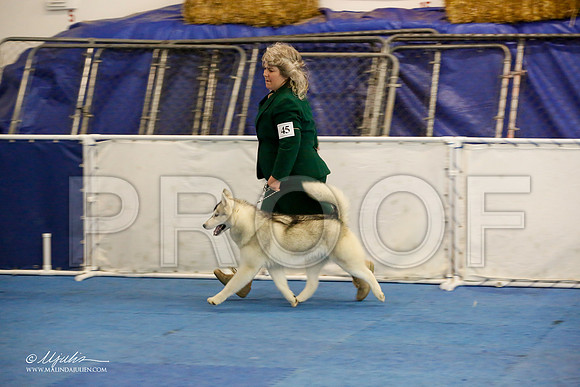 _M3_8246-AddisonHuskyMar2015-HR3
