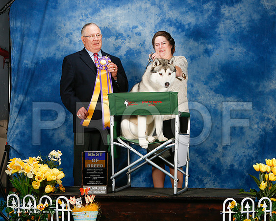 _ST_4215-2-AddisonHuskyMar2015-HR3