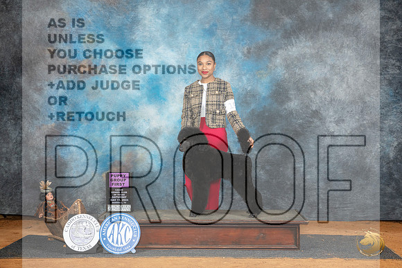 Poodle Std #19 Sat PG1 Judge Sheryl Kendrick__JP_7778_MARSHALL_2024_HR3