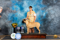 Bullmastiff #10 Fri RWB1 Judge Rick Gschwender