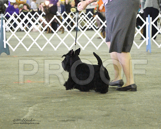 Scottish Terrier - 0003