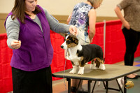 Cardigan Welsh Corgi #? Ringside Sat
