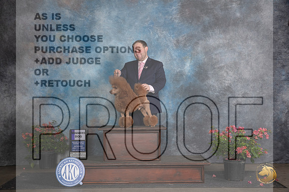 Poodle Miniature #20 Sat WD Judge Karen McFarlane __JP_5195_San Antonio_2024_HR3