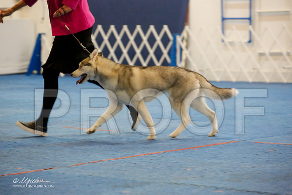 _M3_0631-AddisonHuskyMar2015-HR3