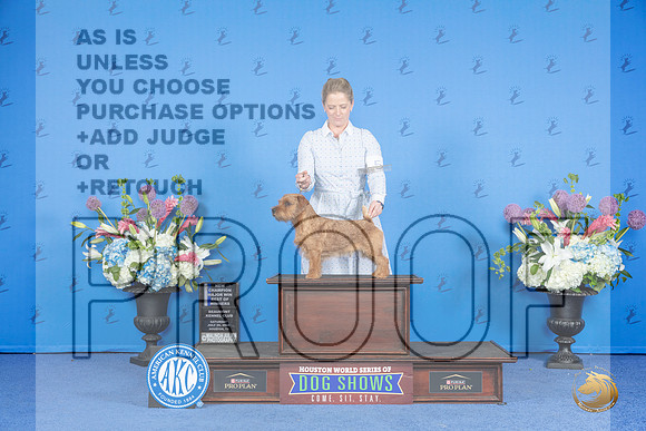 Norfolk Terrier #5 Sat BOWMCH Judge Nancy Liebes__JP_0029_Houston_2024_HR3
