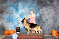 German Shepherd #5 Fri BOB Judge William Daughtery