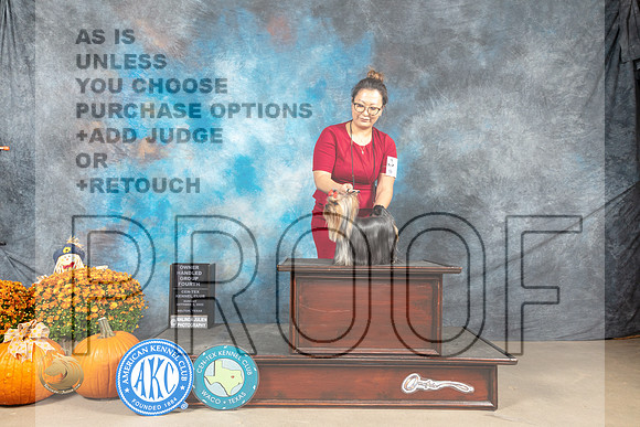 Yorkshire Terrier #6 Sun OhG4 Judge Lisa Graser_MJ_6798_Belton_2022_HR3