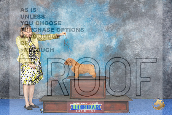 CUSTOM Norfolk Terrier WED__JP_6831_Houston_2024_HR3