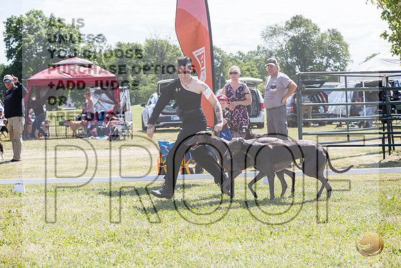 Greyhounds #104 #105 Brace Wed_JJL_1782_Premier_2024_HR3