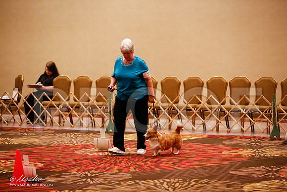 _JJ_7705-HstnCorgiFeb2015-HR3
