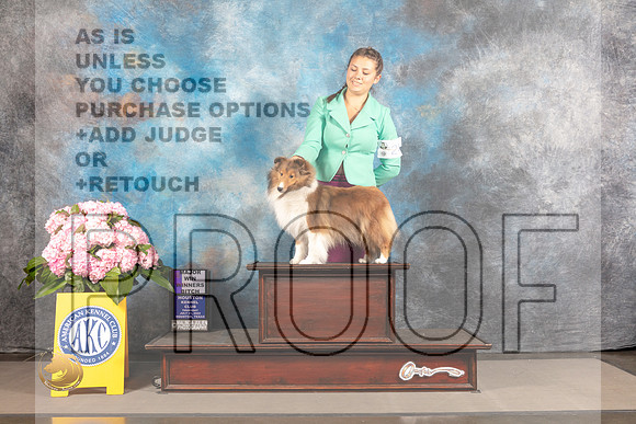 Shetland Sheepdog #24 THUR WB Major Judge Polly Smith_MJ_3817_Houston_2022_HR3
