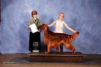 Irish Setter #25 SD OL