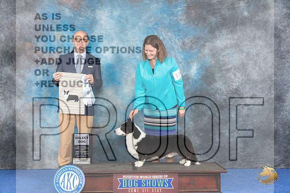 Cardigan Welsh Corgi #19 WED SD Judge Jamie Hubbard__JP_6707_Houston_2024_HR3