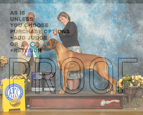 Rhodesian Ridgeback #17 Thur WDNCh Judge Eugene Blake-MMJ_8954-NWARK2022-HR3