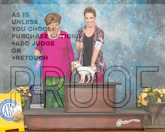 Chihuahua Smooth #22 Thur WB Judge Carol Jean Nelson-MMJ_8654-NWARK2022-HR3